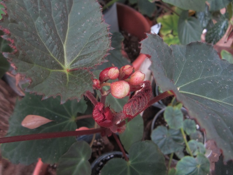 B. ‘Freda’s Mystery’